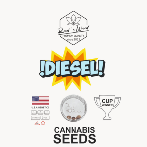 Diesel - Autoflowering - Cannabis Samen feminisiert