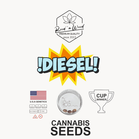 Diesel - Autoflowering - Cannabis Samen feminisiert