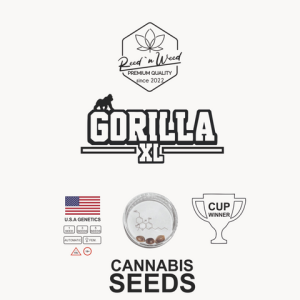 Gorilla XL - Autoflowering - Cannabis Samen feminisiert