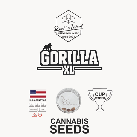 Gorilla XL - Autoflowering - Cannabis Samen feminisiert