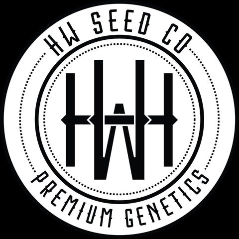 4 Stück HW Seeds Amnesia Lemon Automatic (Amnesia Lemon x XXL Automatic)