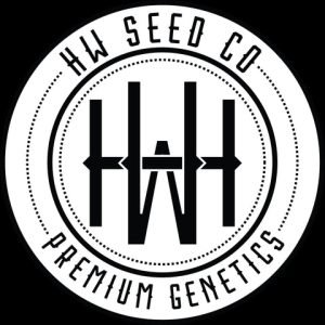 4 Stück HW Seeds Northern Lights Automatic (Northern Lights x XXL Automatic)