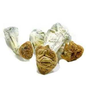 Pilze der Aztekengötter