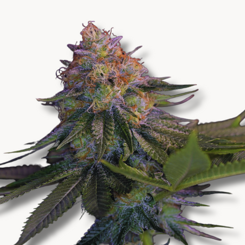 Blue Sun (US Cuts) Nur Online erhältlich!