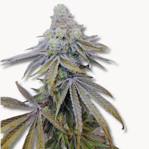 Cap Junky (US Cuts) Nur Online erhältlich!