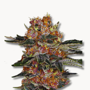 Ivory Breath (US Cuts) Nur Online erhältlich!