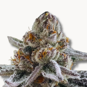 White Devil (US Cuts) Nur Online erhältlich!