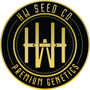 4 Stück HW Seeds Gelato x Jack Herer (Gelato x Jack Herer Automatic)