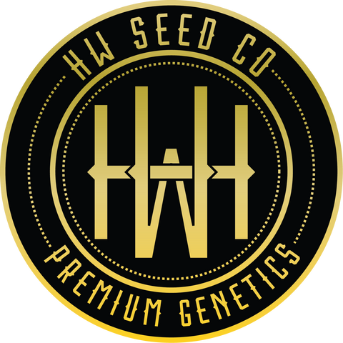 4 Stück HW Seeds Gelato x Jack Herer (Gelato x Jack Herer Automatic)