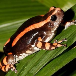 PHRYNOMANTIS BIFASCIATUS KRÖTENGIFT